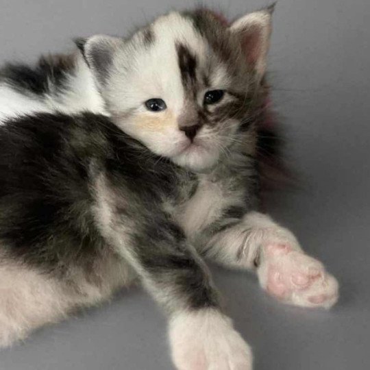 chaton Maine coon black tortie silver blotched tabby & blanc Akira Chatterie Signature