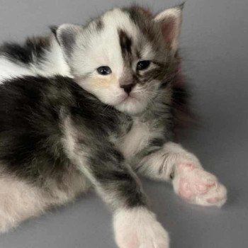 chaton Maine coon black tortie silver blotched tabby & blanc Akira Chatterie Signature chaton Maine coon black tortie silver blotched tabby & blanc Akira Chatterie Signature