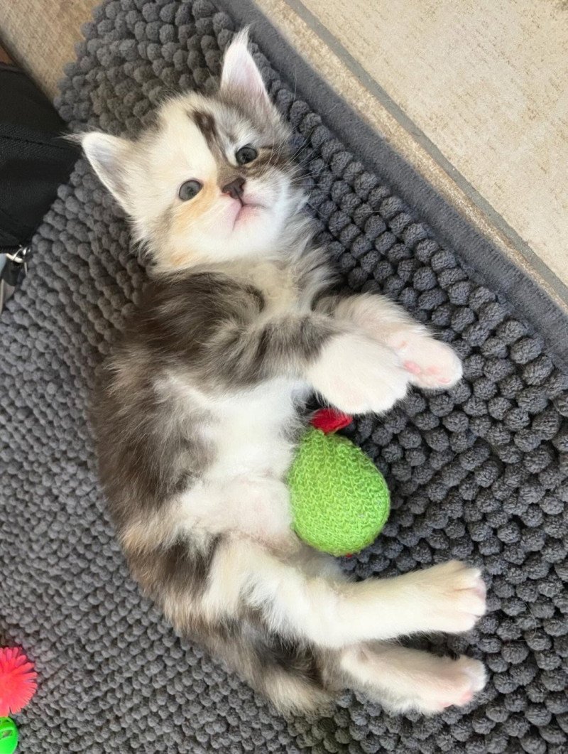 Signature Akira Femelle Maine coon
