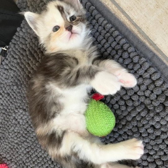 chaton Maine coon black tortie silver blotched tabby & blanc Akira Chatterie Signature