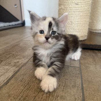 chaton Maine coon black tortie silver blotched tabby & blanc Akira Chatterie Signature chaton Maine coon black tortie silver blotched tabby & blanc Akira Chatterie Signature