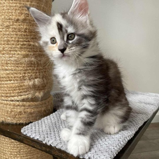 Signature Akira Femelle Maine coon
