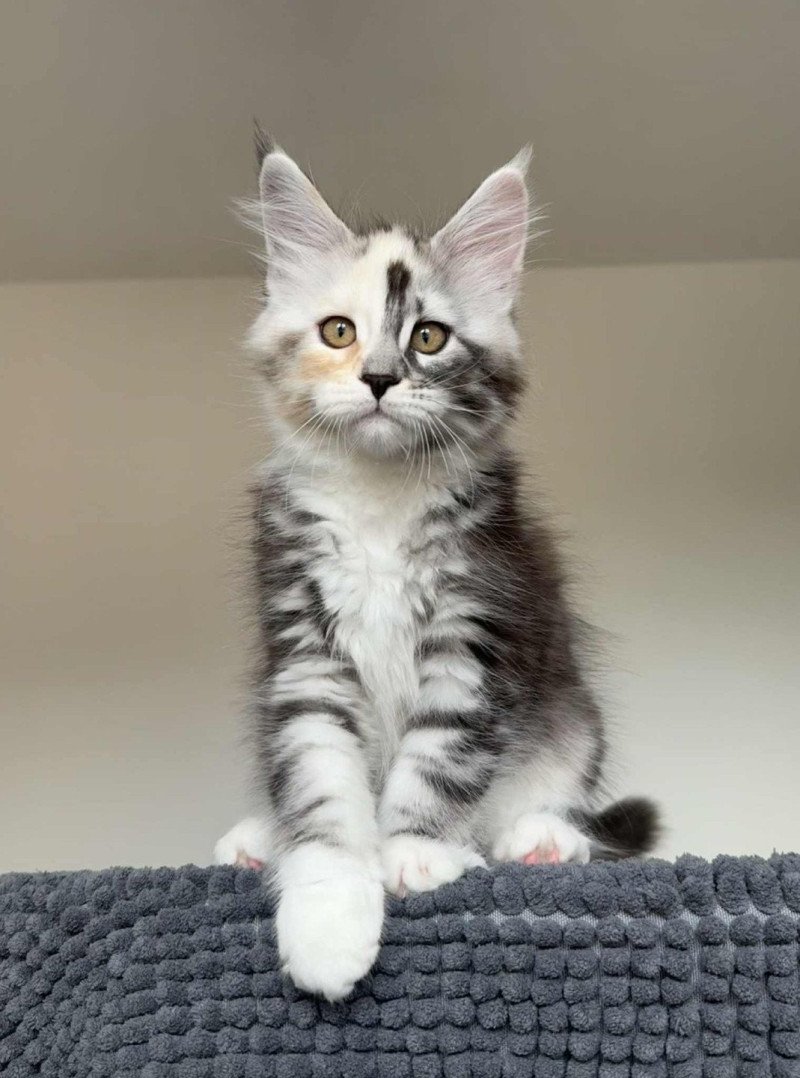 Signature Akira Femelle Maine coon