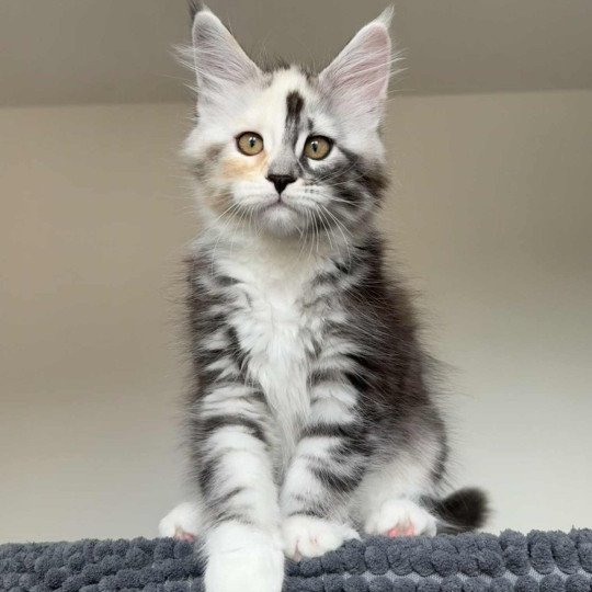 Signature Akira Femelle Maine coon