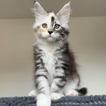 chaton Maine coon black tortie silver blotched tabby & blanc Akira Chatterie Signature