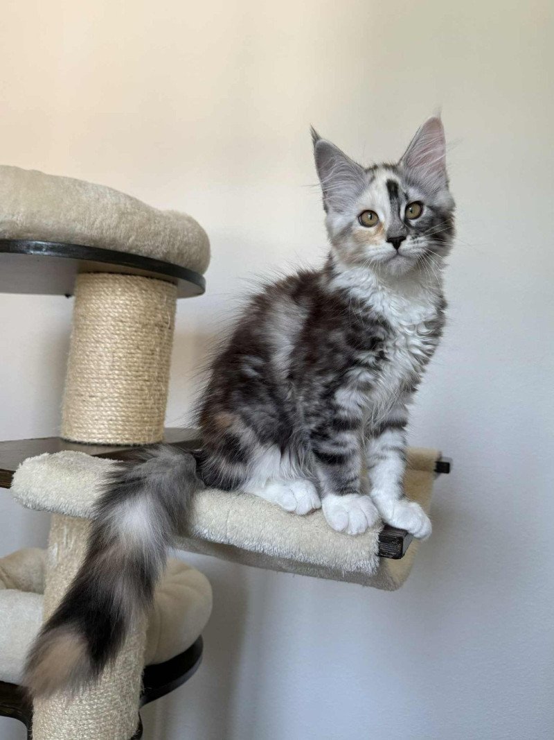 Signature Akira Femelle Maine coon