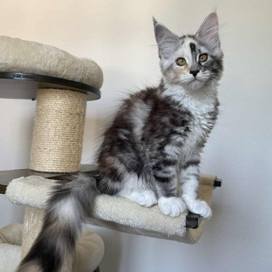 Signature Akira Femelle Maine coon