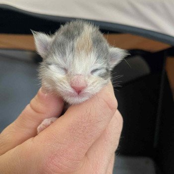 chaton Maine coon blue tortie silver blotched tabby & blanc Ayana Chatterie Signature chaton Maine coon blue tortie silver blotched tabby & blanc Ayana Chatterie Signature