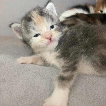 chaton Maine coon blue tortie silver blotched tabby & blanc Ayana Chatterie Signature chaton Maine coon blue tortie silver blotched tabby & blanc Ayana Chatterie Signature
