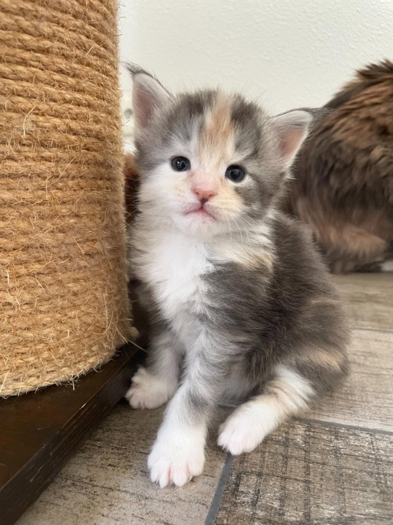 Signature Ayana Femelle Maine coon