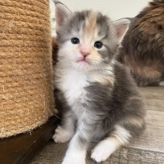 chaton Maine coon blue tortie silver blotched tabby & blanc Ayana Chatterie Signature