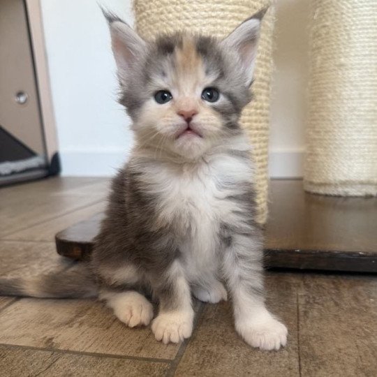 chaton Maine coon blue tortie silver blotched tabby & blanc Ayana Chatterie Signature
