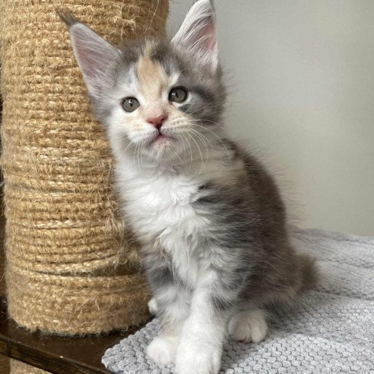 Signature Ayana Femelle Maine coon
