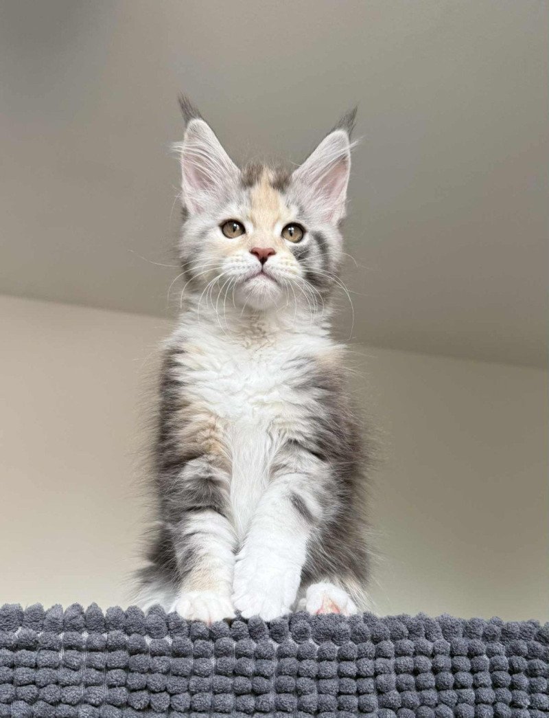 Signature Ayana Femelle Maine coon