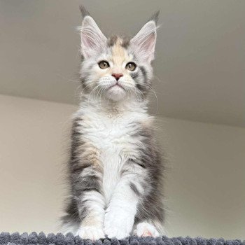 chaton Maine coon blue tortie silver blotched tabby & blanc Ayana Chatterie Signature