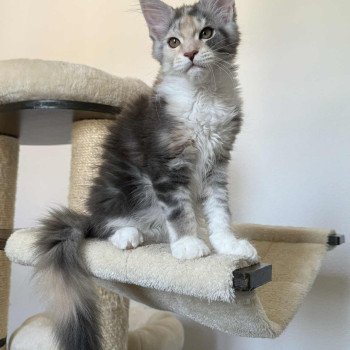 chaton Maine coon blue tortie silver blotched tabby & blanc Ayana Chatterie Signature