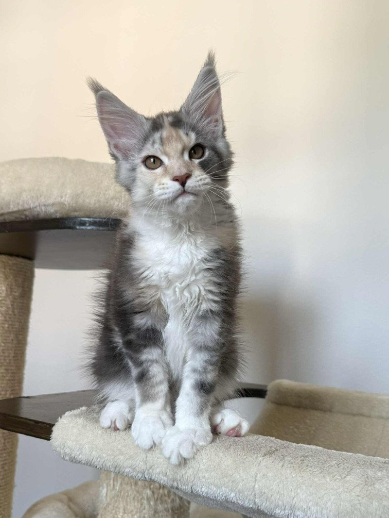 Signature Ayana Femelle Maine coon