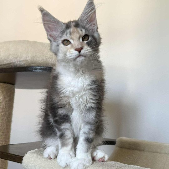 Signature Ayana Femelle Maine coon