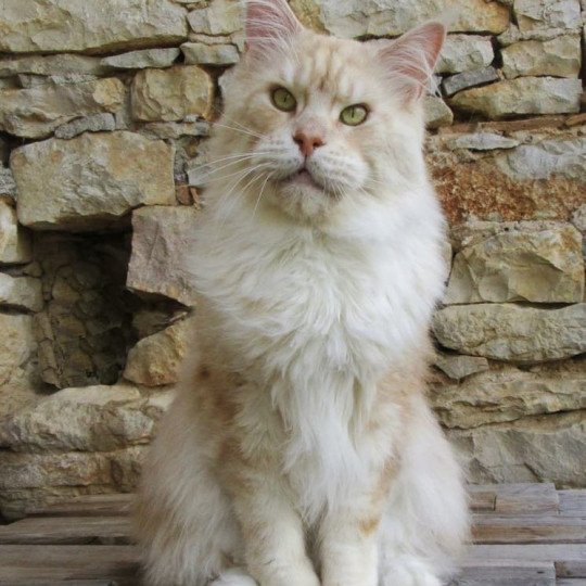 Nibiru des Terres d'Irhakoon Mâle Maine coon