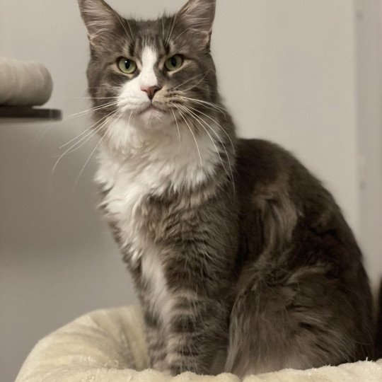 chat Maine coon blue blotched tabby & blanc Sky Fantasy Chatterie Signature