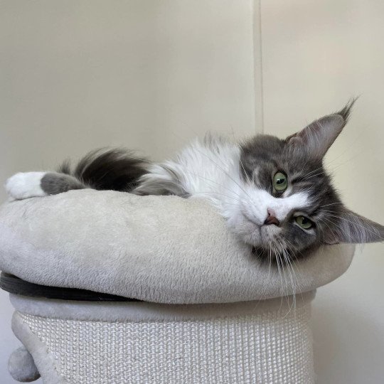 chat Maine coon blue blotched tabby & blanc Sky Fantasy Chatterie Signature