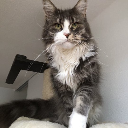 Sky Fantasy des Terres d'Irhakoon Femelle Maine coon