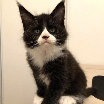 chaton Maine coon black & blanc Un Rock Chatterie Signature chaton Maine coon black & blanc Un Rock Chatterie Signature