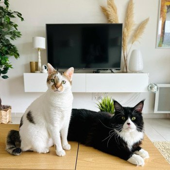 chaton Maine coon black & blanc Un Rock Chatterie Signature chaton Maine coon black & blanc Un Rock Chatterie Signature