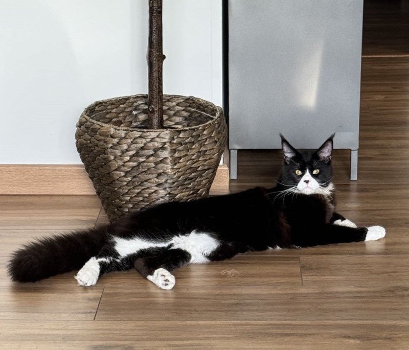Signature Un Rock Mâle Maine coon