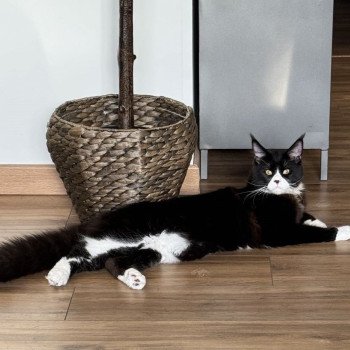 chaton Maine coon black & blanc Un Rock Chatterie Signature chaton Maine coon black & blanc Un Rock Chatterie Signature