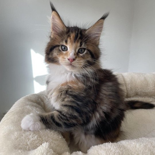 chaton Maine coon brown tortie blotched tabby & blanc Unity Chatterie Signature