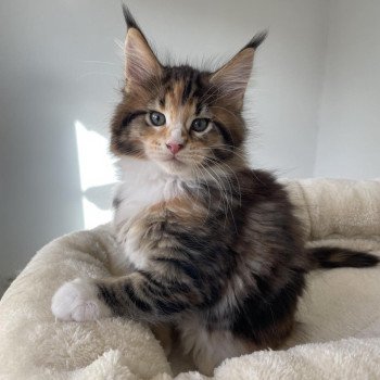 chaton Maine coon brown tortie blotched tabby & blanc Unity Chatterie Signature chaton Maine coon brown tortie blotched tabby & blanc Unity Chatterie Signature