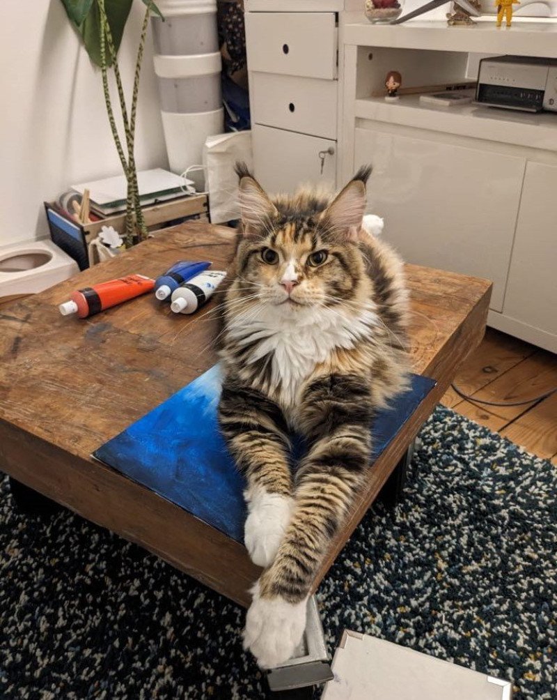 Signature Unity Femelle Maine coon