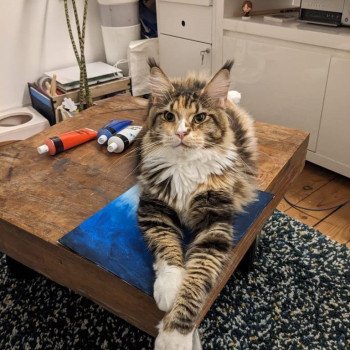 chaton Maine coon brown tortie blotched tabby & blanc Unity Chatterie Signature chaton Maine coon brown tortie blotched tabby & blanc Unity Chatterie Signature