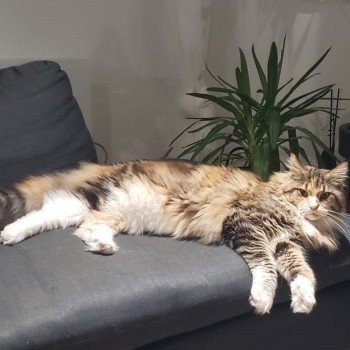 chaton Maine coon brown tortie blotched tabby & blanc Unity Chatterie Signature chaton Maine coon brown tortie blotched tabby & blanc Unity Chatterie Signature