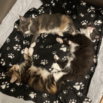 Chaton Maine coon Sky ❤ Lucky 2023 Chatterie Signature Chaton Maine coon Sky ❤ Lucky 2023 Chatterie Signature