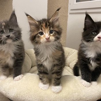 Chaton Maine coon Sky ❤ Lucky 2023 Chatterie Signature Chaton Maine coon Sky ❤ Lucky 2023 Chatterie Signature