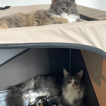 Chaton Maine coon Chatterie Signature Chaton Maine coon Chatterie Signature